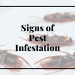 Pest Control Services in Noida
