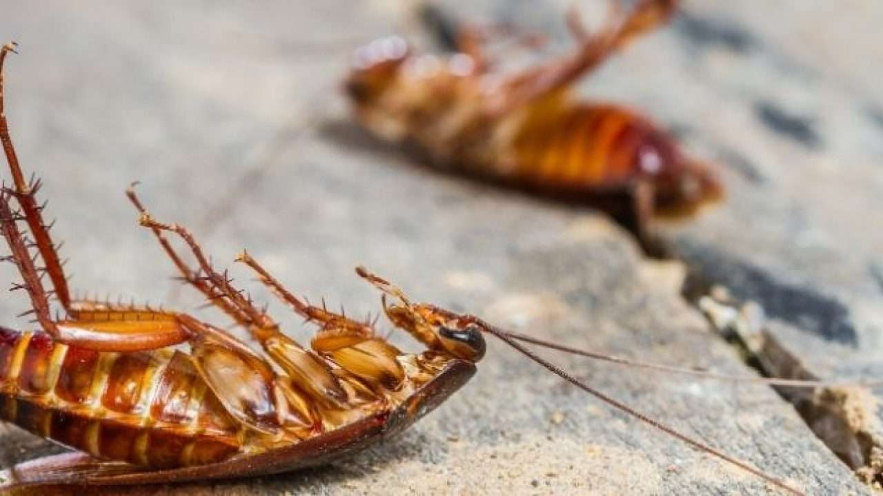 Cockroach Control Services in Ghaziabad