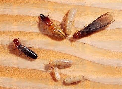 Wood Termite