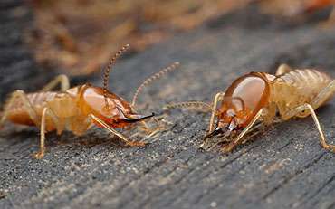 Termite Control Services in Noida