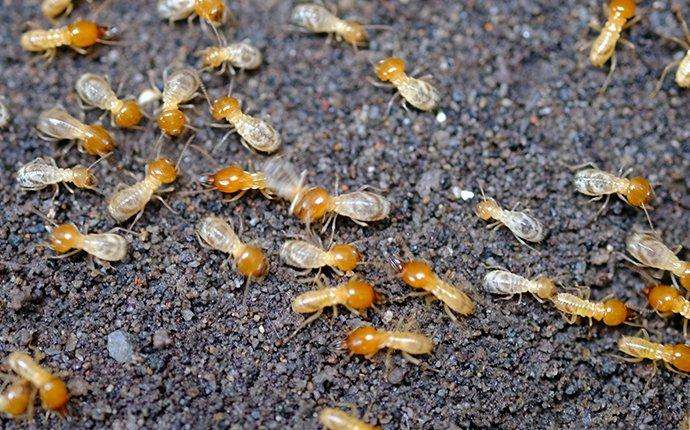 Termite pest infestation