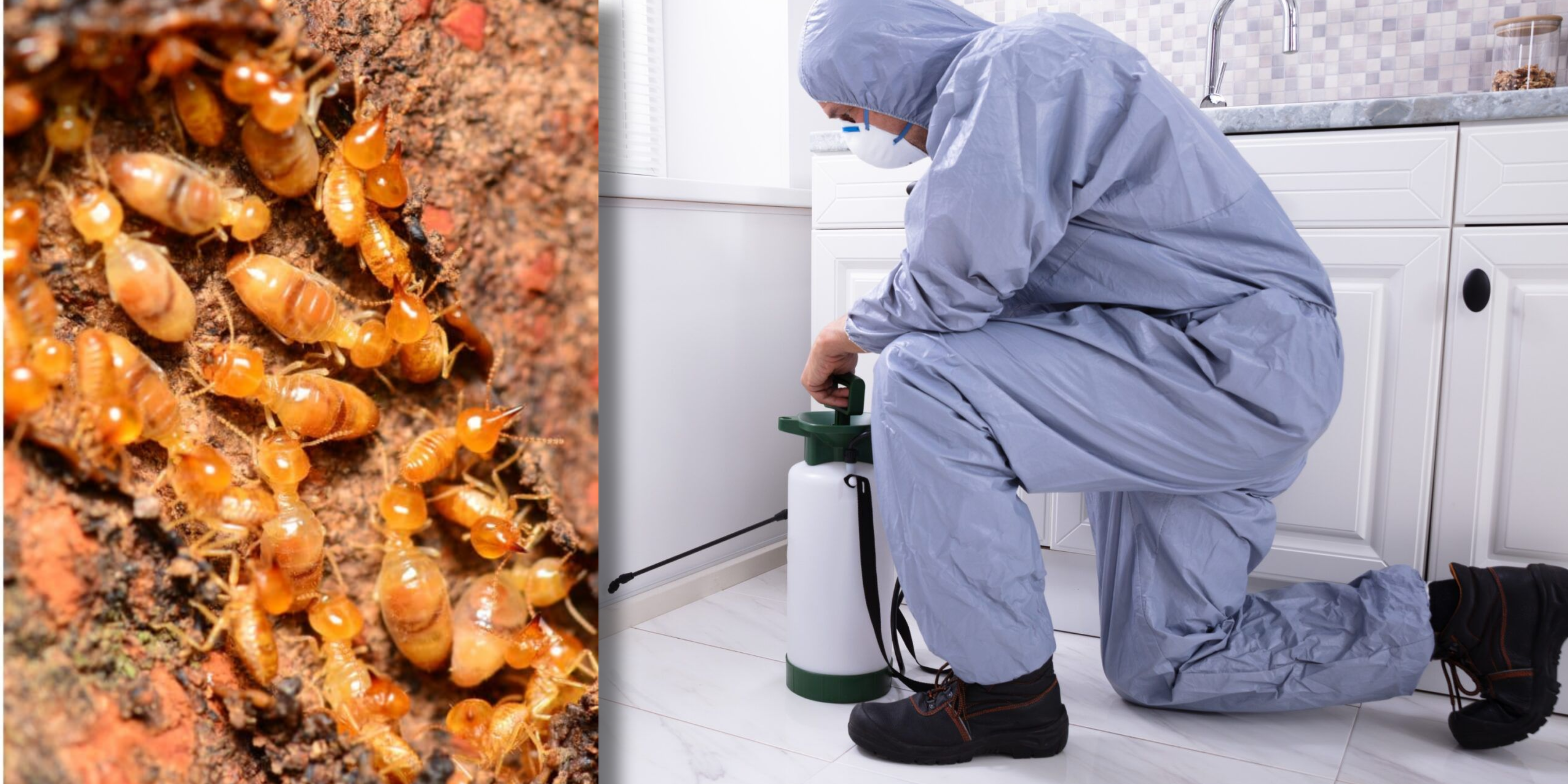 Termite Pest Management