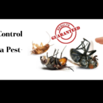Residential Pest Control In Noida